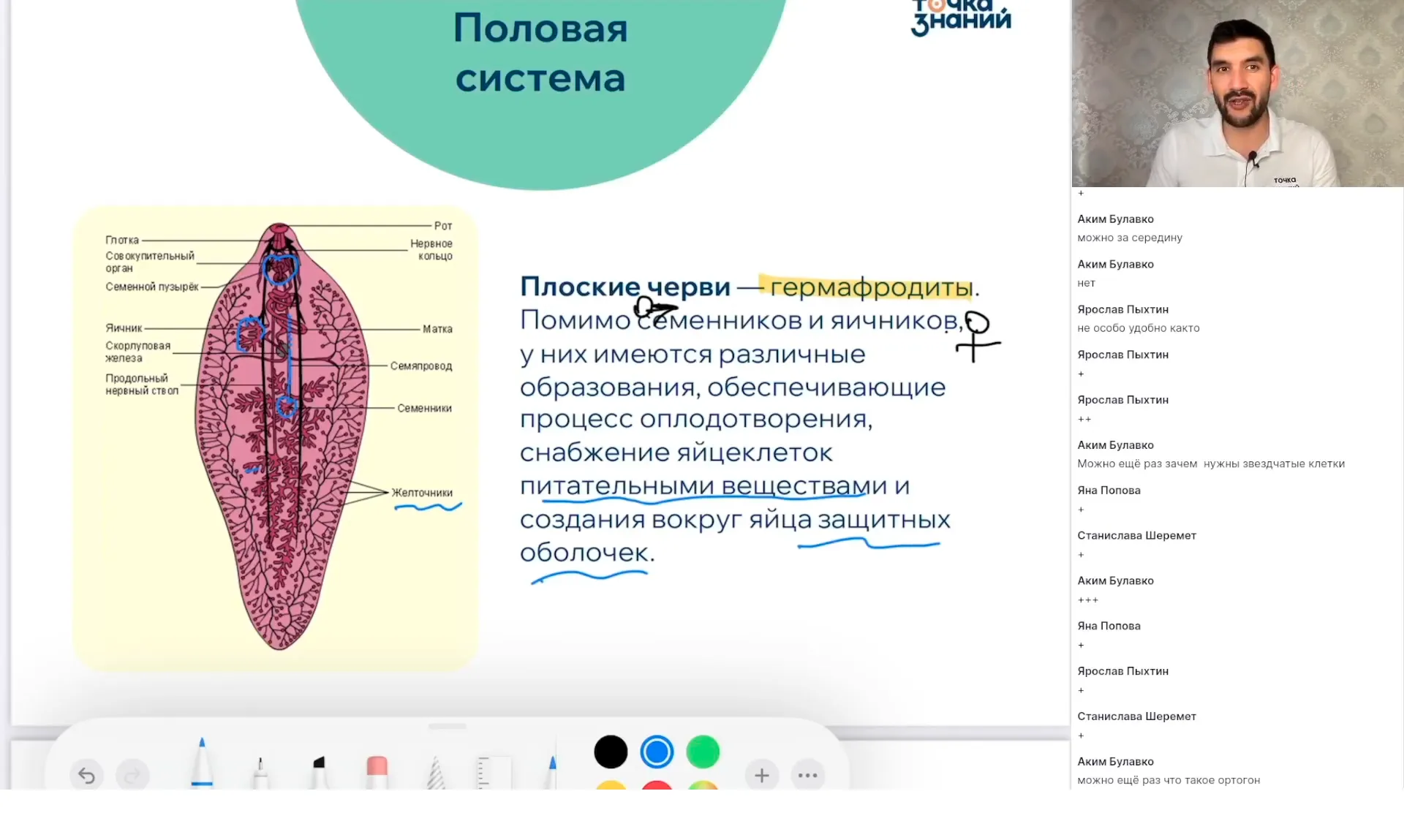 Плоские и круглые черви