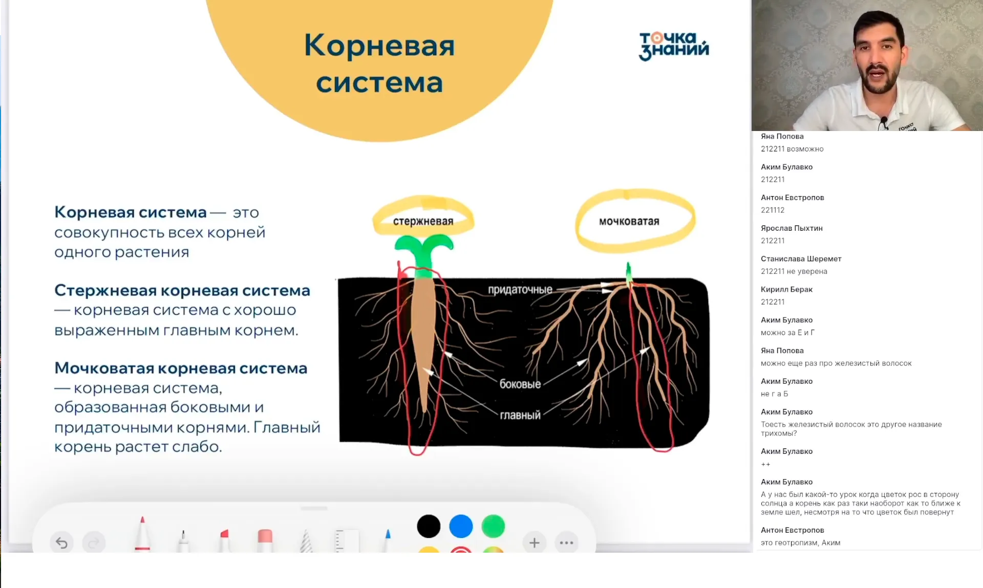 Вегетативные органы растений: корень, побег