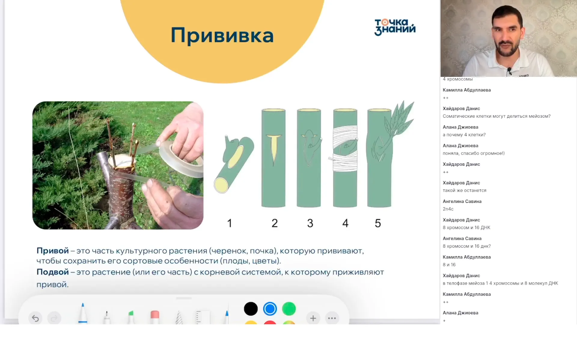 Формы размножения организмов