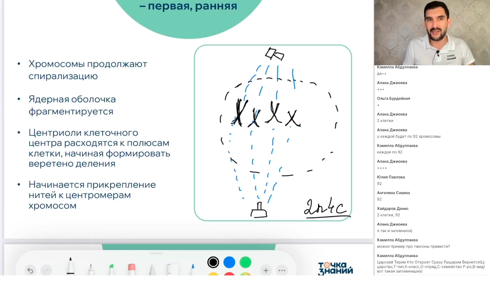 Жизненный цикл клетки. Митоз