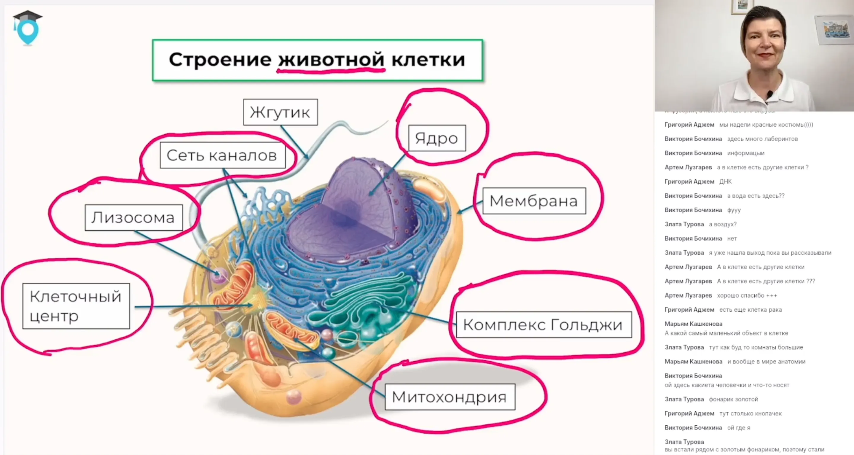 Путешествие в животную клетку. Моделирование