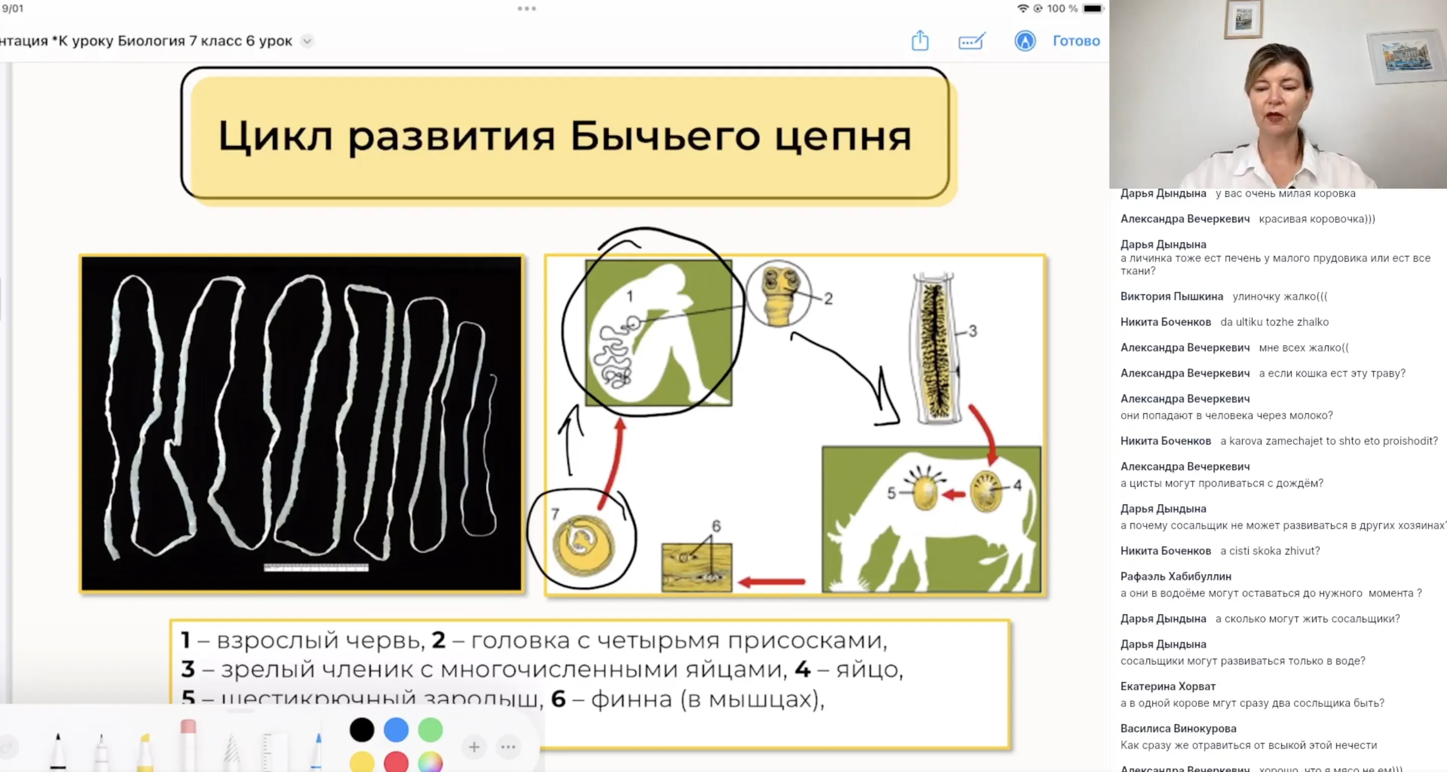 Циклы развития паразитических червей