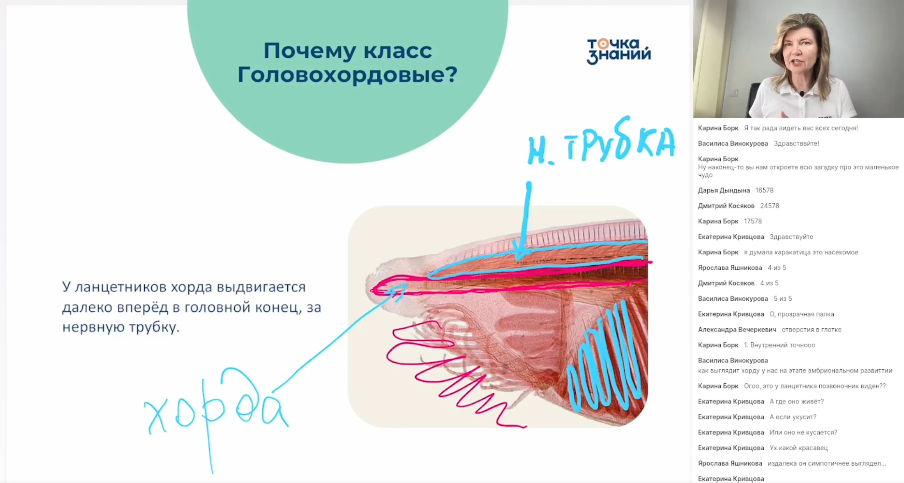 Ланцетники