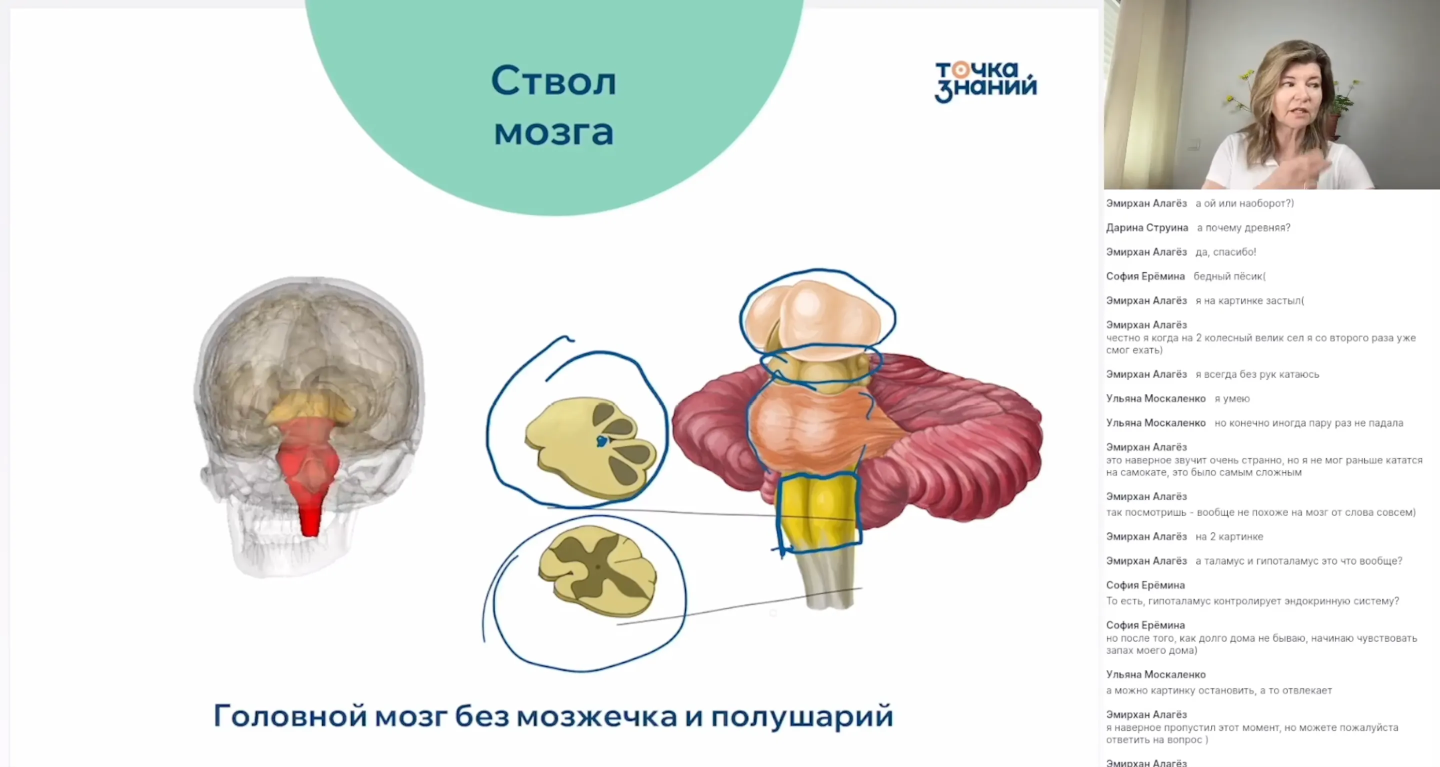 Головной мозг