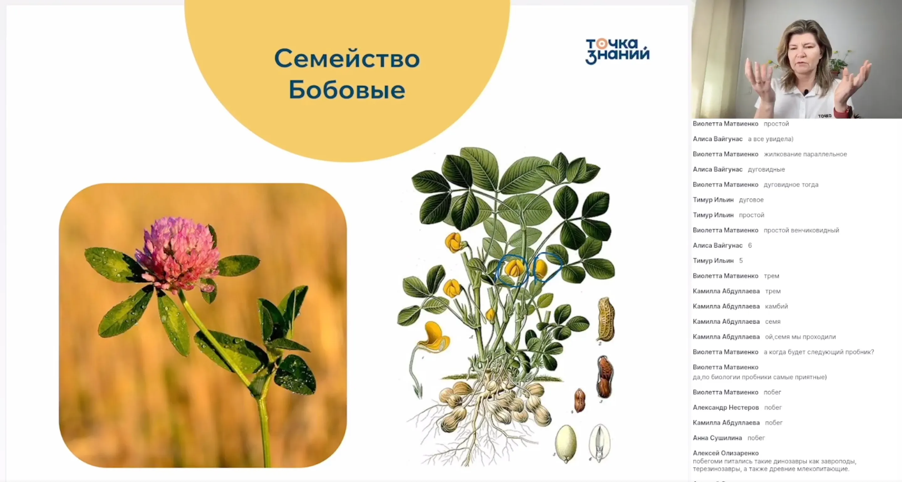 Классификация цветковых растений