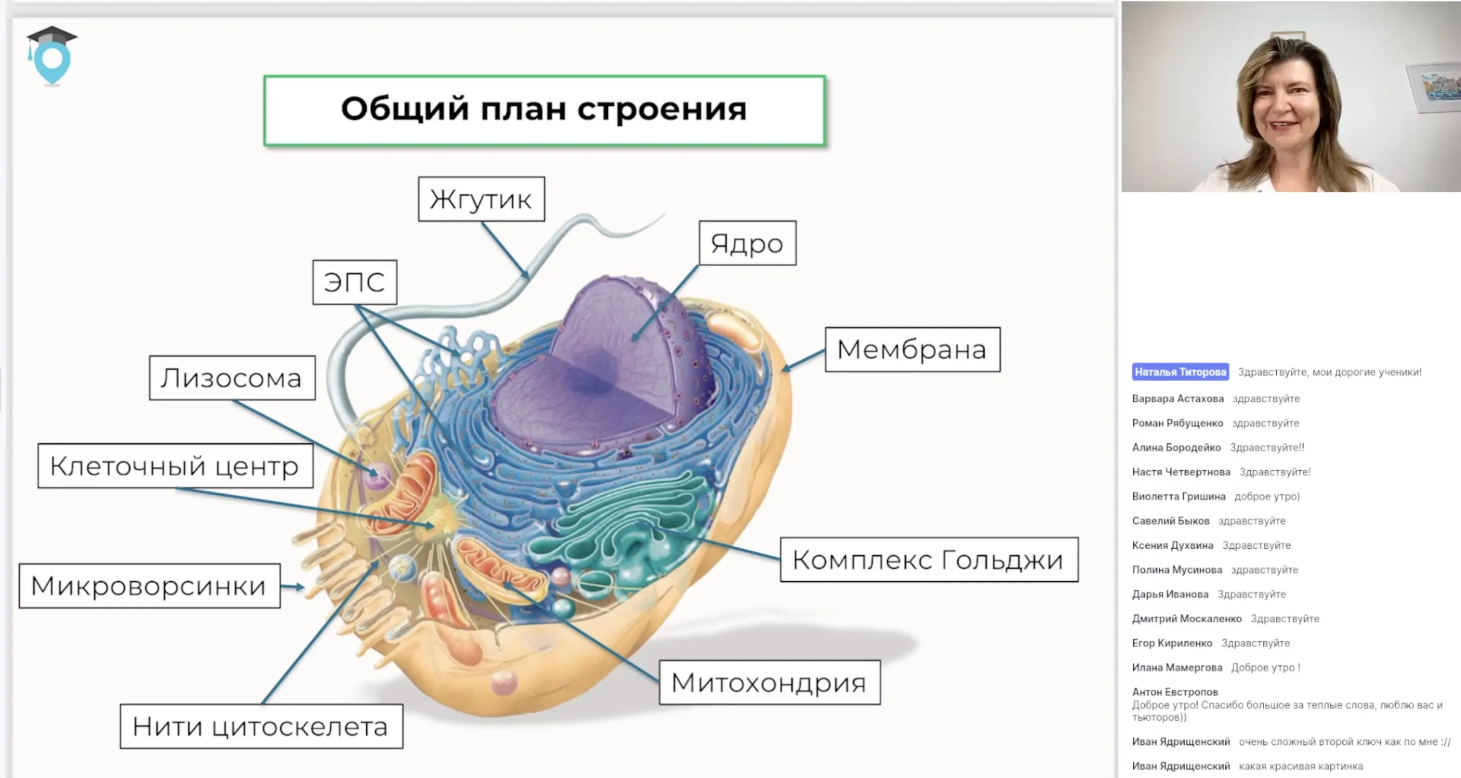 Эукариотическая клетка. Строение клетки