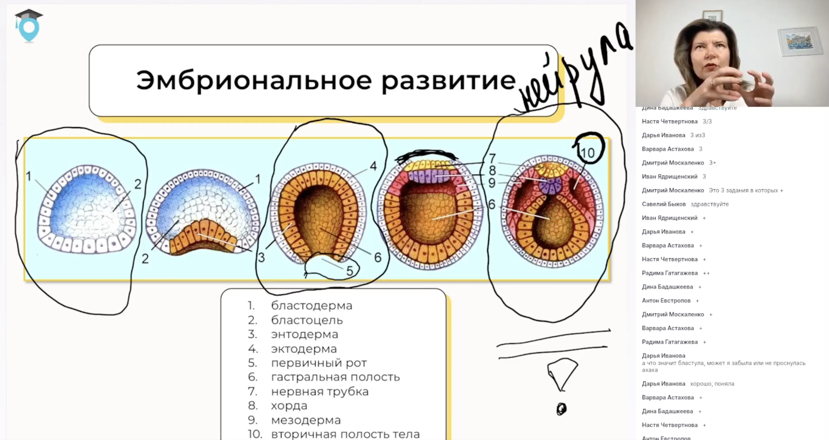 Онтогенез. Обобщение темы Размножение и развитие организмов