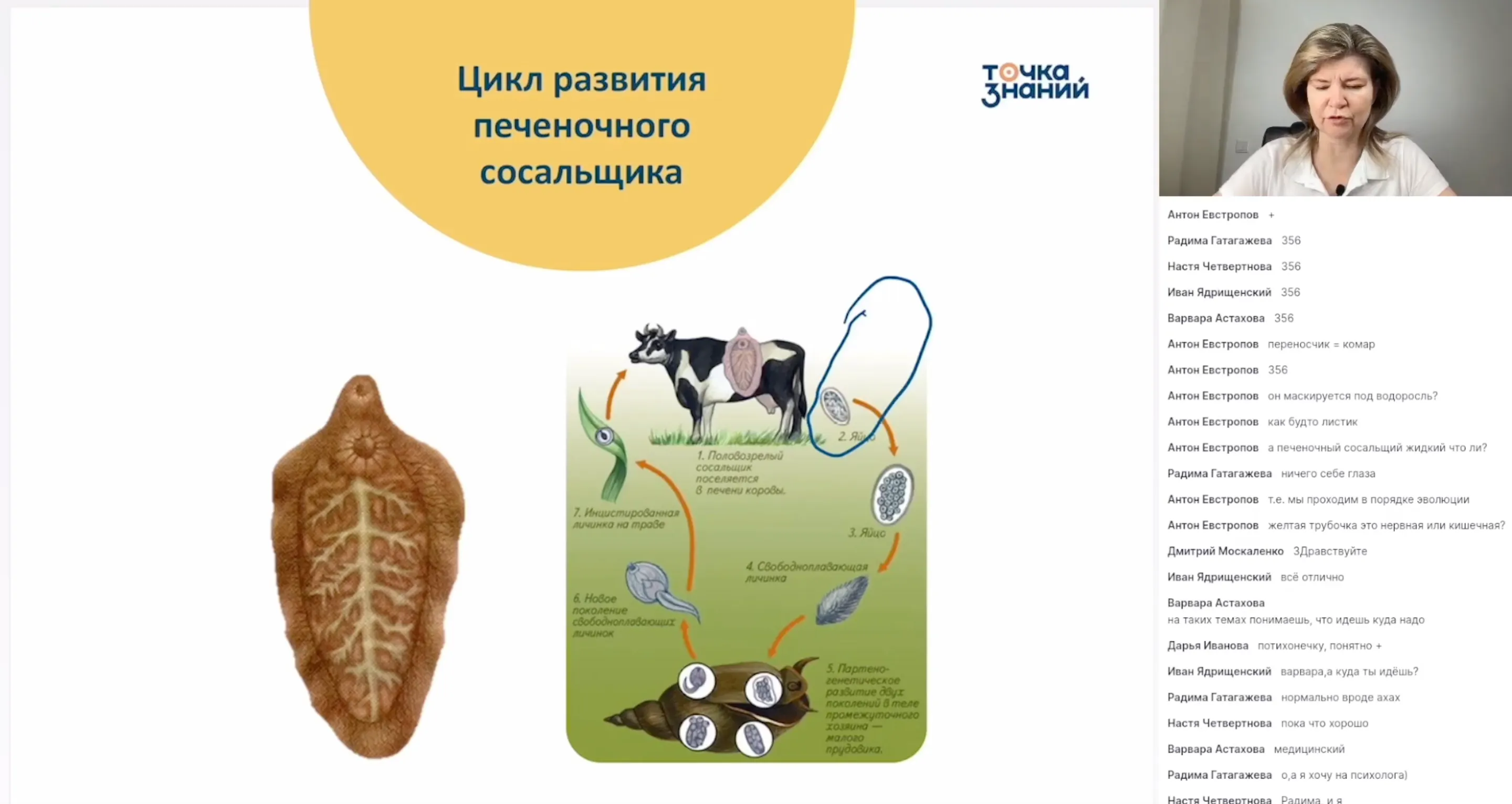 Черви. Циклы развития паразитов